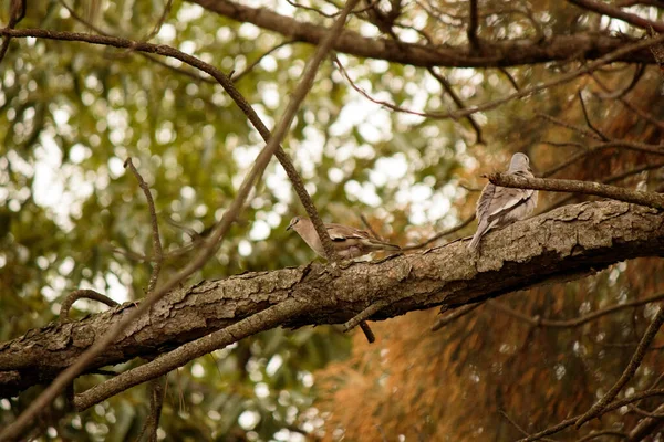 Птахи Сидять Гілці Дерева — стокове фото