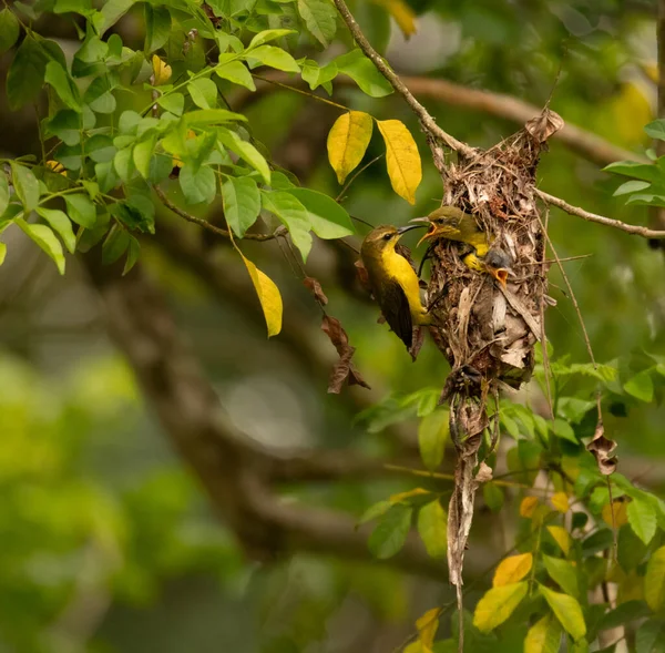 Птица Сидит Ветке Дерева — стоковое фото