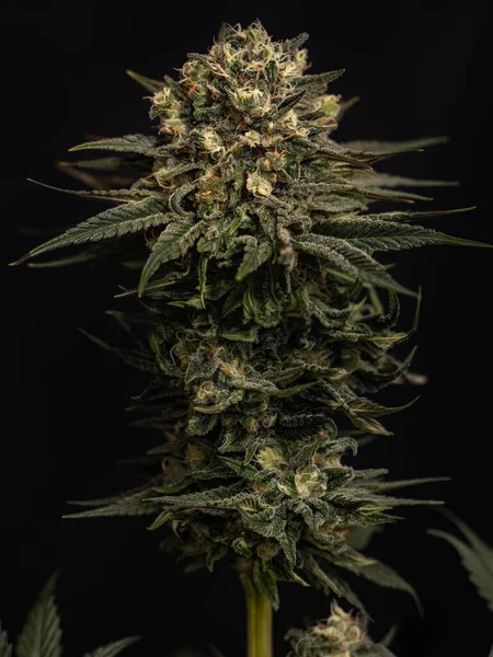Medicinsk Marijuana Växt Cannabisknoppar — Stockfoto