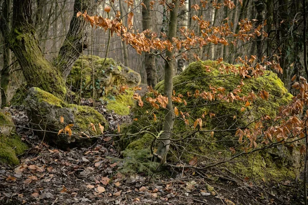 Höst Skog Med Träd Och Blad — Stockfoto