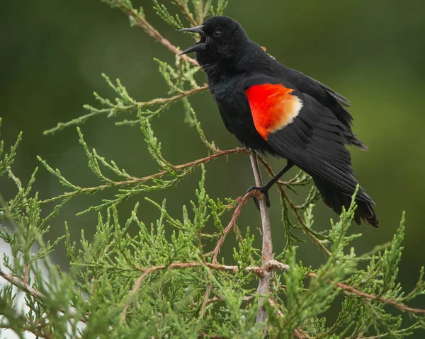 Schöne Aufnahme Eines Vogels Natürlichem Lebensraum — Stockfoto