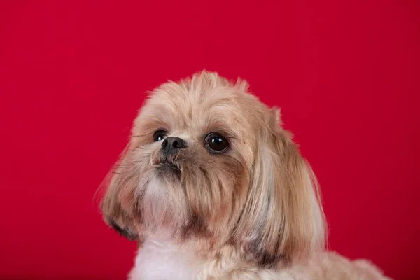 Roztomilý Pes Izolovaný Červeném Pozadí — Stock fotografie