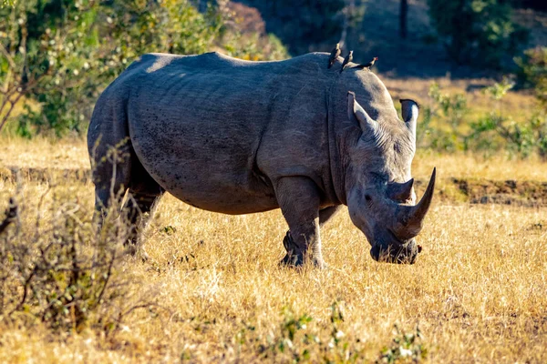 African Bull Rhino Savannah Kenya — Stock Photo, Image