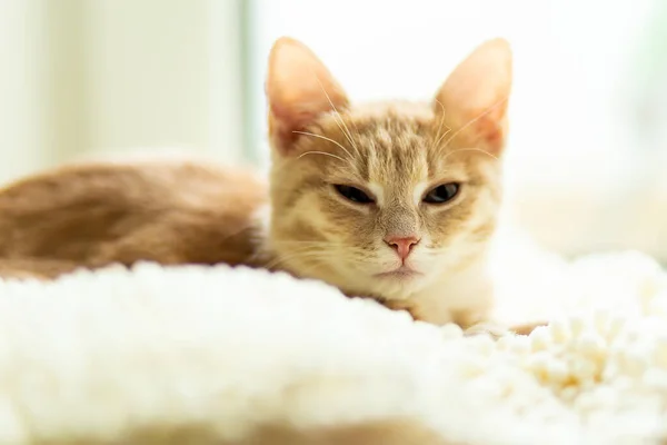 Evdeki Kanepede Yatan Sevimli Kedi — Stok fotoğraf