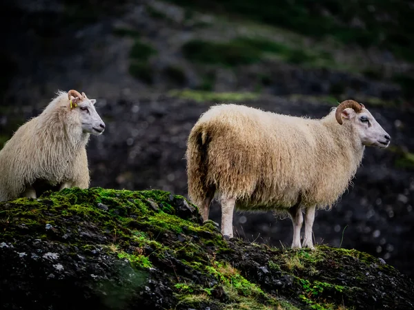 Schafe Den Bergen — Stockfoto