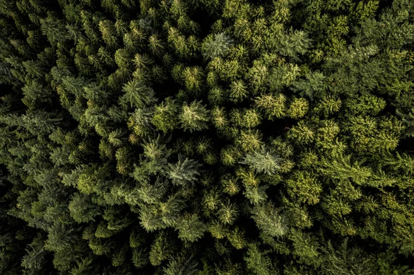 Árvores Florestais Com Folhas Verdes — Fotografia de Stock
