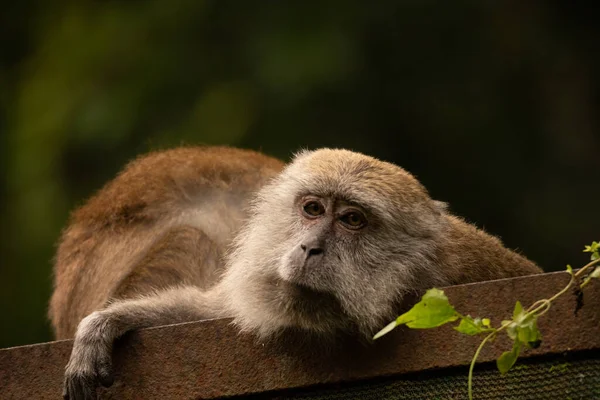 Primer Plano Macaco Joven Zoológico —  Fotos de Stock