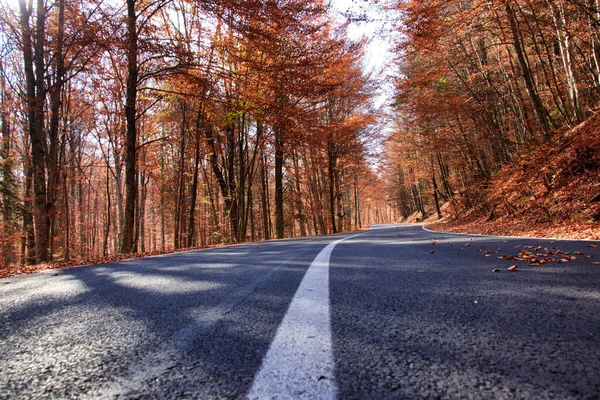 Road Forest — Stock Photo, Image