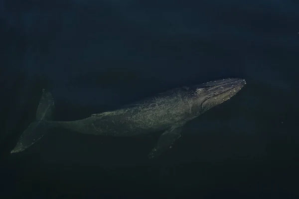 Tiro Perto Tubarão Mar — Fotografia de Stock
