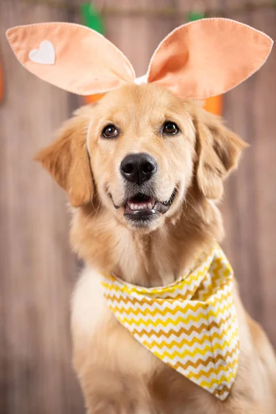 Porträt Eines Niedlichen Hasen Mit Hasenohren Auf Einem Hölzernen Hintergrund — Stockfoto