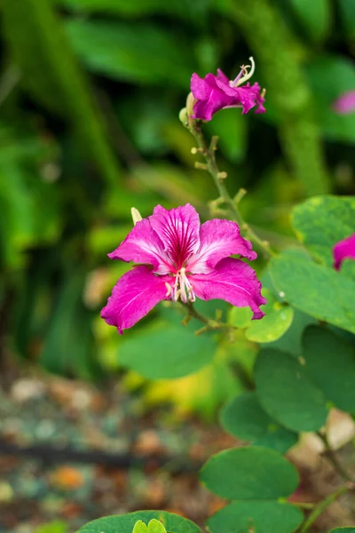 Belle Fleur Rose Dans Jardin — Photo