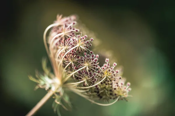 Krásný Botanický Záběr Přírodní Tapety — Stock fotografie