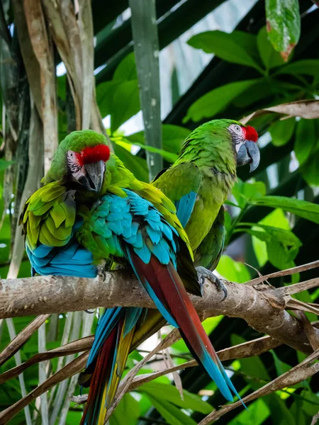 Крупним Планом Знімок Красивого Папуги Сидить Гілці — стокове фото