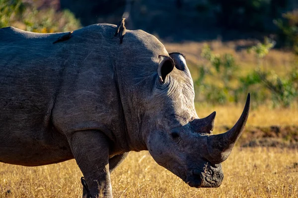 Closeup Shot Black Rhino Kruger National Park — Stock Photo, Image