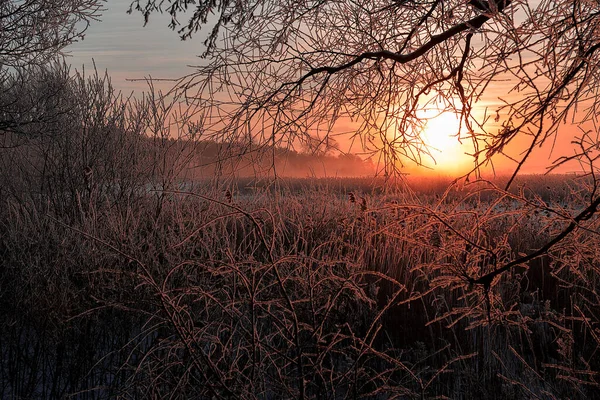 Winterlandschaft Mit Schneebedeckten Bäumen — Stockfoto