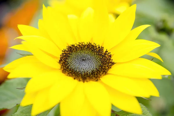 Красивый Желтый Подсолнух Саду — стоковое фото
