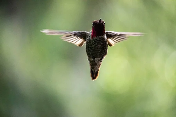 Ptak Locie Natura Fauna — Zdjęcie stockowe