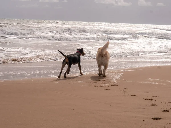 Pies Bawiący Się Plażą Piasku — Zdjęcie stockowe