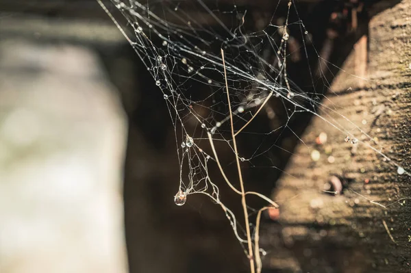 Павутинна Мережа Павутиною Флорою Листям — стокове фото