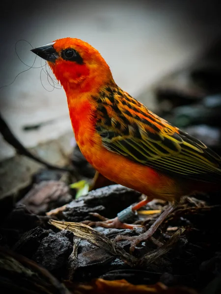 Primo Piano Bellissimo Uccello — Foto Stock