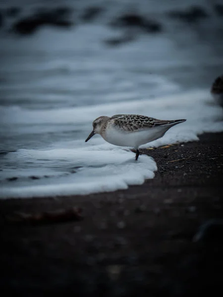 Liten Fågel Stranden Naturen Bakgrund — Stockfoto