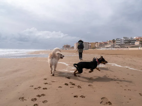 Perro Jugando Con Una Playa Arena —  Fotos de Stock