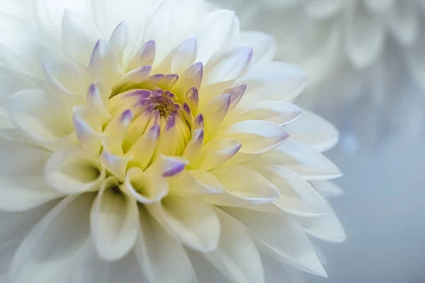 Hermosas Flores Que Crecen Jardín — Foto de Stock