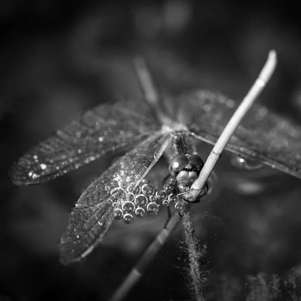 Close Dragonfly Black Background — стоковое фото