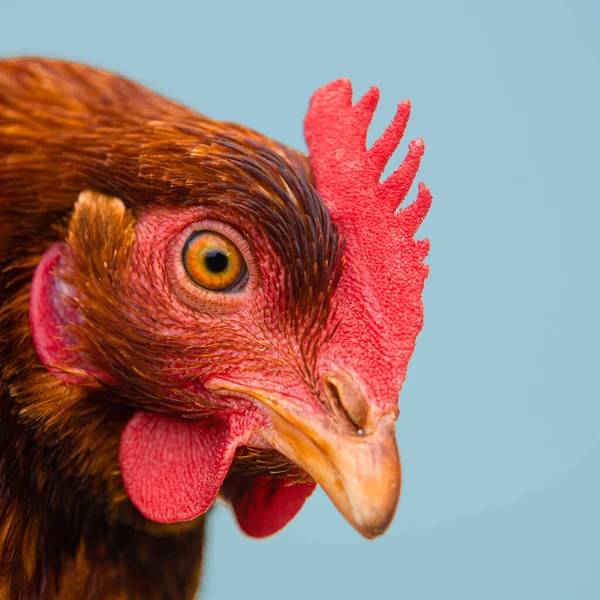 Primo Piano Pollo Rosso Marrone Piedi Uno Sfondo Verde — Foto Stock