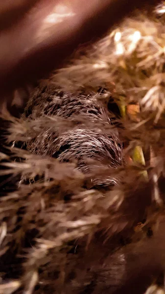 Abstrakt Bakgrund Med Ett Vackert Mönster Fluffig Katt — Stockfoto