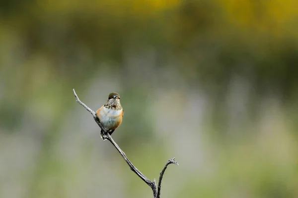 Schöne Aufnahme Eines Vogels Natürlichem Lebensraum — Stockfoto