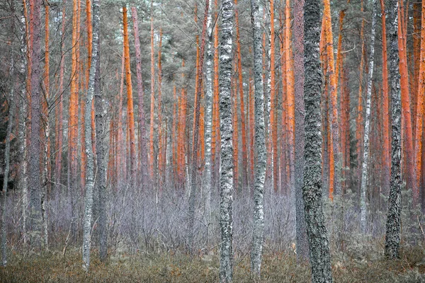 Karlı Güzel Sonbahar Ormanı — Stok fotoğraf