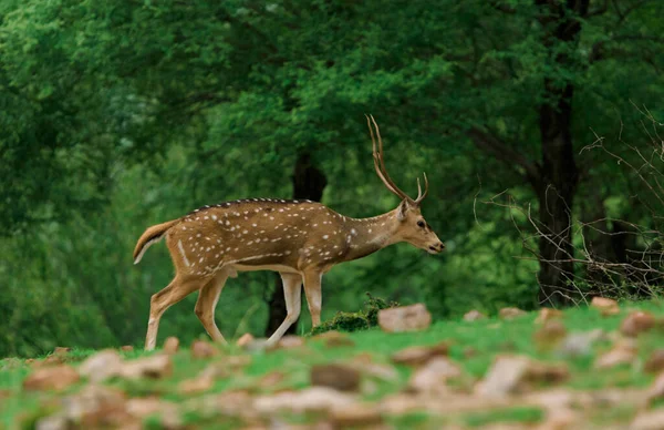 Cerfs Dans Forêt — Photo