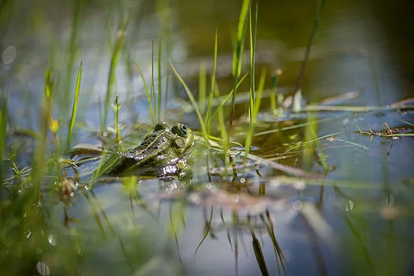 Frosch Wasser — Stockfoto