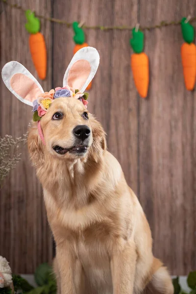 Portrait Chien Mignon Avec Des Oreilles Sur Fond Gros Plan — Photo