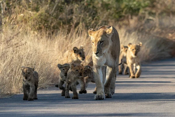 Lví Mládě Savaně Africké — Stock fotografie