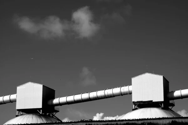 Foto Blanco Negro Una Planta —  Fotos de Stock