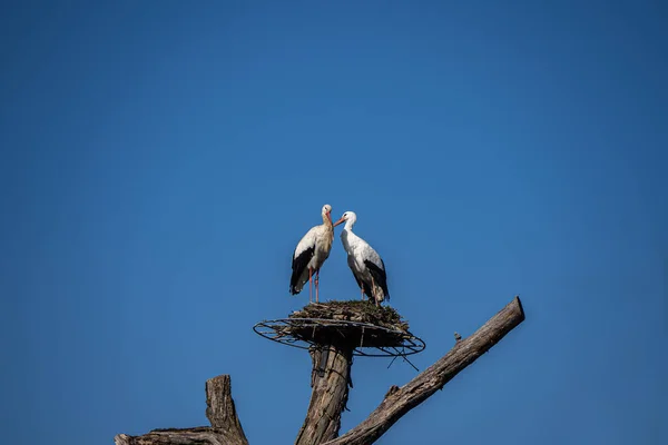 Ein Vogel Nest Eines Baumes — Stockfoto