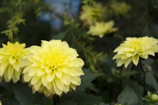 Hermosas Flores Jardín — Foto de Stock