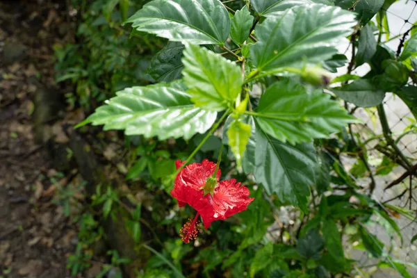 Krásný Červený Ibišek Květ Zahradě — Stock fotografie