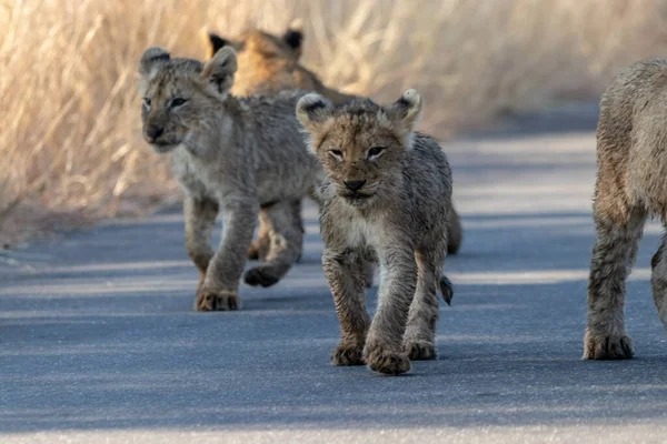 Eine Gruppe Löwen Freier Wildbahn — Stockfoto