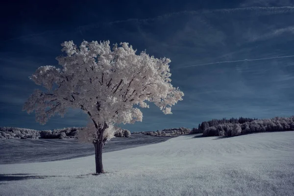 雪に覆われた木の冬の風景 — ストック写真