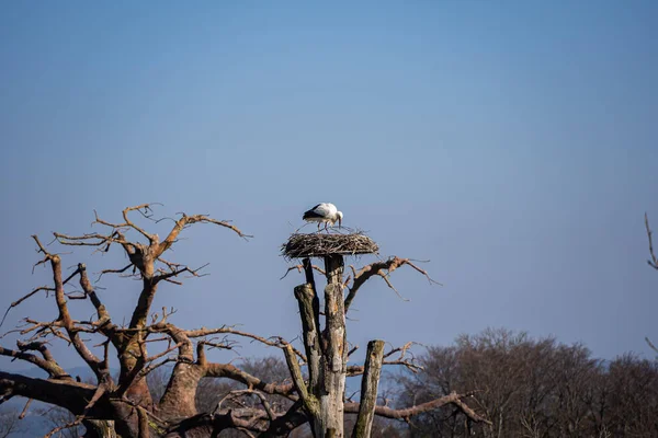 Uccello Nel Nido Albero — Foto Stock