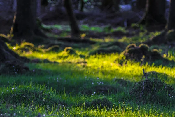 森の中の緑の草 — ストック写真
