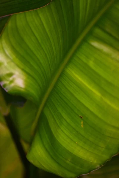 Foglia Verde Flora Fogliame — Foto Stock