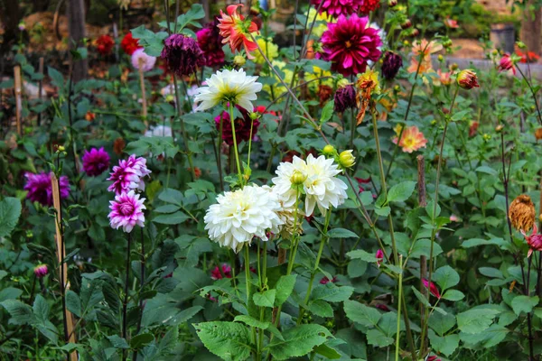 Belles Fleurs Poussant Dans Jardin — Photo