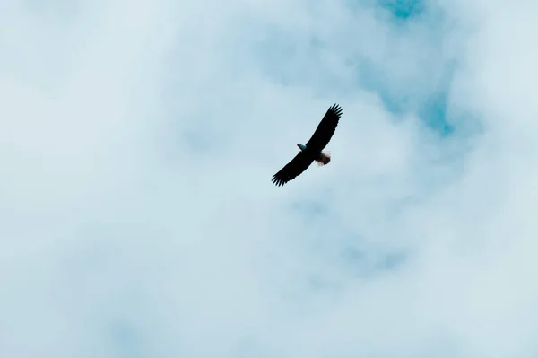 Ave Águila Volando Cielo — Foto de Stock