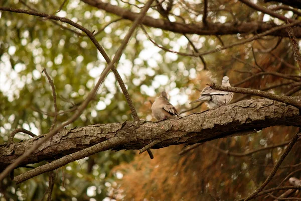 鸟儿坐在树枝上 — 图库照片