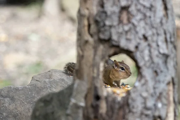 Eichhörnchen Auf Dem Baum — Stockfoto