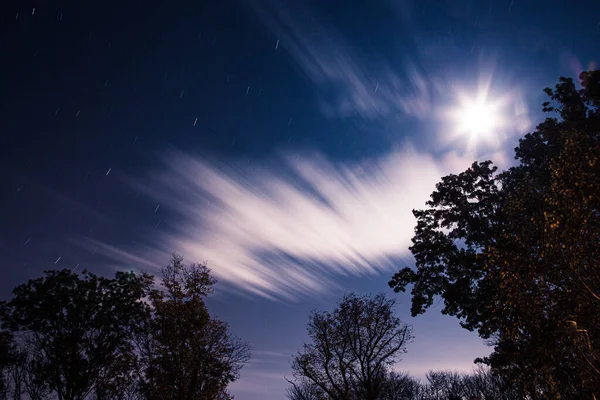 Hermoso Cielo Nocturno Con Estrellas Árboles — Foto de Stock
